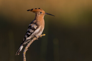 Hop; Eurasian Hoopoe; Upupa epops