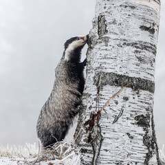European badger (Meles meles) in winter time in a winter landscape in a natural wilderness setting. Wild scene of wild nature, Germany, Europe.