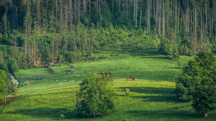 Polany i pastwiska otoczone lasem u podnóża gór