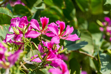 Pink Bauhinia flower blooming, commonly called the Hong Kong Orchid Tree, which is cultivated at the Hong Kong Botanic Gardens and widely planted in Hong Kong