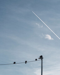 Pigeons on streetlight with airplane in the sky