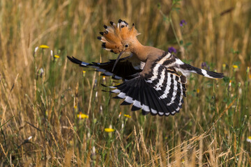 Hop; Eurasian Hoopoe; Upupa epops