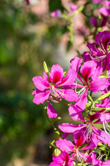 Pink Bauhinia flower blooming, commonly called the Hong Kong Orchid Tree, which is cultivated at the Hong Kong Botanic Gardens and widely planted in Hong Kong