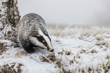 European badger (Meles meles) in winter time in a winter landscape in a natural wilderness setting. Wild scene of wild nature, Germany, Europe. © murmakova