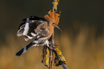 Hop; Eurasian Hoopoe; Upupa epops