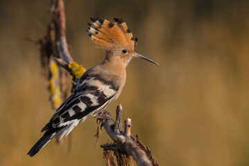 Hop  Eurasian Hoopoe  Upupa epops © AGAMI