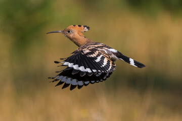 Hop  Eurasian Hoopoe  Upupa epops © AGAMI