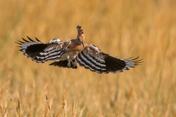 Hop; Eurasian Hoopoe; Upupa epops