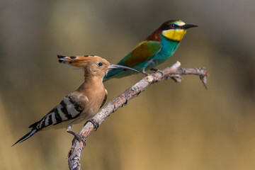 Hop  Eurasian Hoopoe  Upupa epops © AGAMI