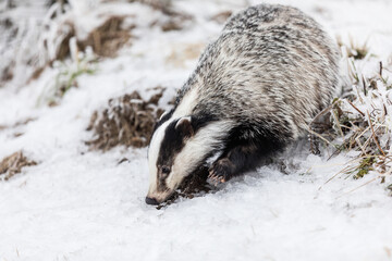 European badger (Meles meles) in winter time in a winter landscape in a natural wilderness setting. Wild scene of wild nature, Germany, Europe.