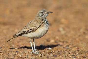 Witbandleeuwerik, Greater Hoopoe-Lark, Alaemon alaudipes