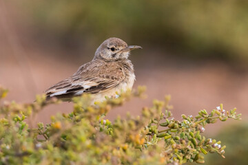 Witbandleeuwerik, Greater Hoopoe-Lark, Alaemon alaudipes