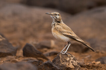 Witbandleeuwerik, Greater Hoopoe-Lark, Alaemon alaudipes © AGAMI