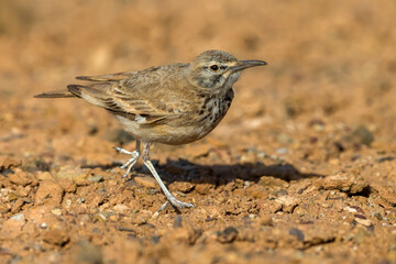 Witbandleeuwerik, Greater Hoopoe-Lark, Alaemon alaudipes