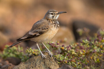 Witbandleeuwerik, Greater Hoopoe-Lark, Alaemon alaudipes