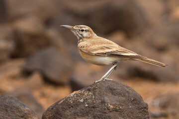 Witbandleeuwerik, Greater Hoopoe-Lark, Alaemon alaudipes