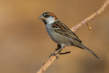Kaapverdische Mus; Iago Sparrow; Passer iagoensis