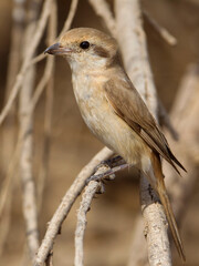 Daurische Klauwier; Daurian Shrike; Lanius isabellinus