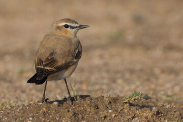 Izabeltapuit; Isabelline Wheatear; Oenanthe isabellina