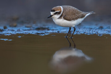 Strandplevier; Kentish Plover; Charadrius alexandrinus