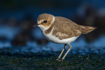 Strandplevier; Kentish Plover; Charadrius alexandrinus