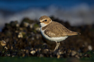 Strandplevier; Kentish Plover; Charadrius alexandrinus