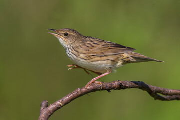 Kleine Sprinkhaanzanger; Lanceolated Warbler; Locustella lanceolata