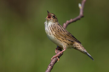 Kleine Sprinkhaanzanger; Lanceolated Warbler; Locustella lanceolata