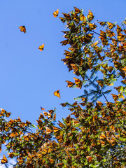 Monarch Butterflies on tree branch in blue sky background in Michoacan, Mexico