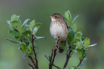 Kleine Sprinkhaanzanger; Lanceolated Warbler; Locustella lanceolata