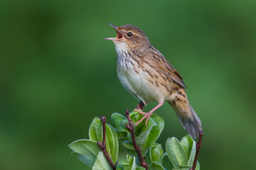 Kleine Sprinkhaanzanger; Lanceolated Warbler; Locustella lanceolata