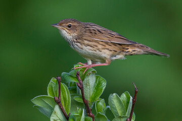 Kleine Sprinkhaanzanger; Lanceolated Warbler; Locustella lanceolata