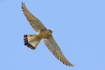 Kleine torenvalk, Lesser Kestrel, Falco naumanni