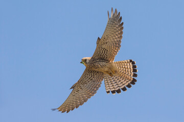 Kleine torenvalk, Lesser Kestrel, Falco naumanni