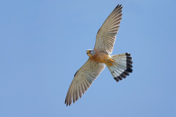 Kleine torenvalk, Lesser Kestrel, Falco naumanni