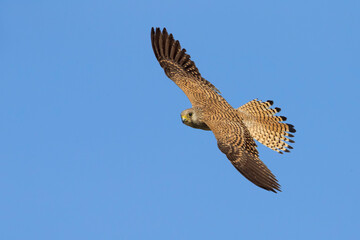 Kleine torenvalk, Lesser Kestrel, Falco naumanni