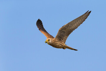 Kleine torenvalk, Lesser Kestrel, Falco naumanni