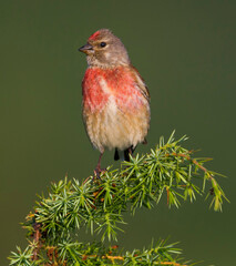 Kneu; Linnet; Linaria cannabina