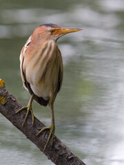 Woudaap; Little Bittern; Ixobrychus minutus
