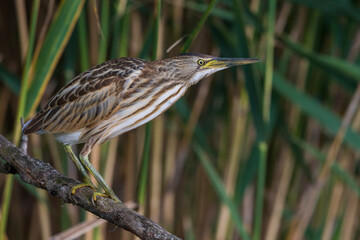 Woudaap Little Bittern; Ixobrychus minutus