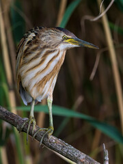 Woudaap; Little Bittern; Ixobrychus minutus