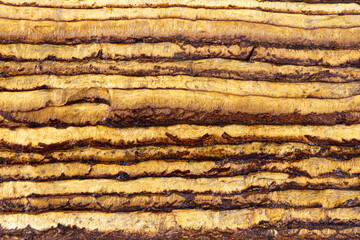 Oak bark background texture. Wooden texture. Old oak bark. Abstract background