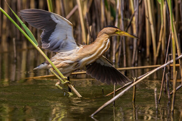 Woudaap; Little Bittern; Ixobrychus minutus