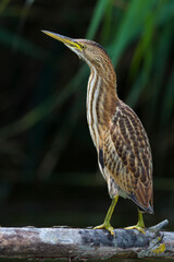 Woudaap; Little Bittern; Ixobrychus minutus