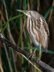 Woudaap; Little Bittern; Ixobrychus minutus