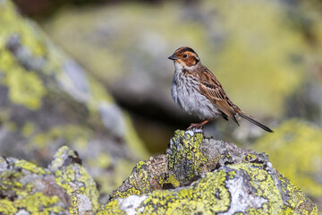 Dwerggors; Little Bunting; Emberiza pusilla