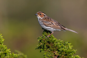 Dwerggors; Little Bunting; Emberiza pusilla