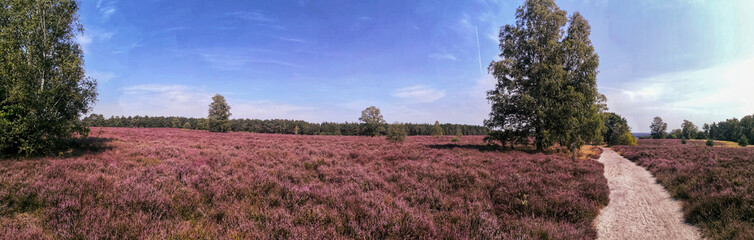 Lüneburg heath natural reserve, hiking trail leading through heather landscape