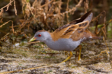 Klein Waterhoen; Little Crake; Porzana parva