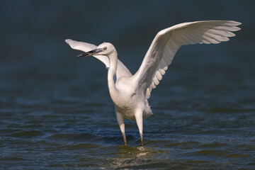 Kleine Zilverreiger, Little Egret, Egretta garzetta